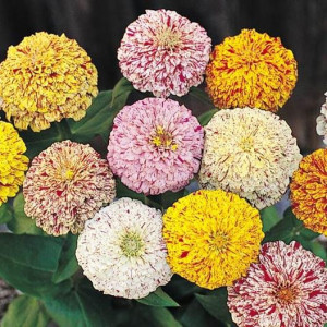 Carciumarese marmorate mix (0,4 g), seminte plante ornamentale Zinnia elegans, carciumarese flori mari batute, aspect marmorat, Agrosem