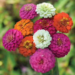 Carciumarese Mini mix (0,3 g) seminte Zinnia elegans Mini, carciumarese pitice multe culori, Opal