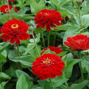 Carciumarese rosii Scarlet Flame - Cynia Wytworna Daliowa (1 g) seminte Zinnia elegans cu flori mari rosu aprins, Legutko - Img 2