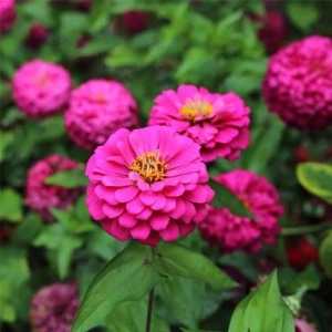 Carciumarese violet-roz (2 g) seminte Zinnia elegans, flori mari, batute, roz-violet, Kertimag - Img 3