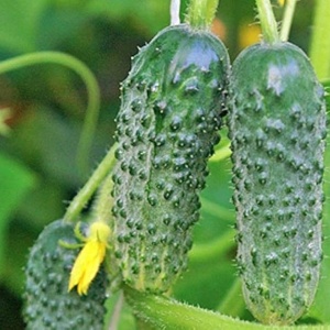 Castraveti baby cornichon Titus F1 (1 g) seminte castraveti semi-timpurii, cornichoni mici, ideali pentru murat sau salata, Opal