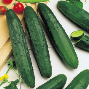 Castraveti semilungi Marketmore (1,5 g), seminte soi semitimpuriu productiv, crestere viguroasa, Agrosem