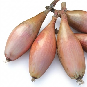 Ceapa esalota Zebrune (3 g) seminte ceapa alungita, gust aromat, delicat, Legutko