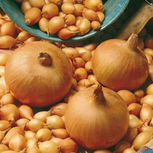 Ceapa galbena Makoi CR (1,5 g), seminte soi pentru cultura prin arpagic, Kertimag