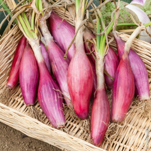 Ceapa rosie Lunga di Firenze (1,5 g), seminte soi semitimpuriu italian, ceapă alungită, pulpă roz, dulce, Prima Sementi - Img 1