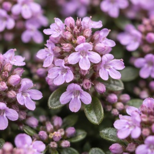 Cimbru tarator - Macierzanka piaskowa (0,1 g) seminte Thymus serpyllum, cimbru aromatic acoperitor de sol, cu abundenta de flori mici roz-violet, Legutko - Img 1