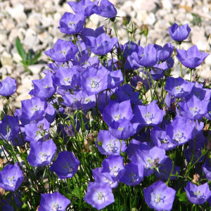 Clopotei de munte albastri (0,25 g), seminte Campanula carpatica, inflorire indelungata, Kertimag - Img 6