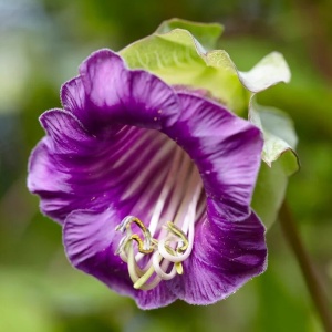 Cobea urcatoare mov - Kobea Pnaca (6 seminte) Cobaea scandens cataratoare cu flori mari in forma de clopot, culoare mov, Legutko