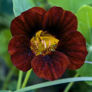 Condurul Doamnei pitic Catifea Neagra (2 g) seminte Tropaeolum nanum Black Velvet, Opal