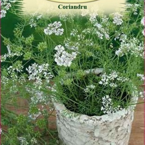 Coriandru (2 g), seminte planta aromatica anuala Coriandrum sativum, cantitate mare uleiuri esentiale, Agrosem - Img 2