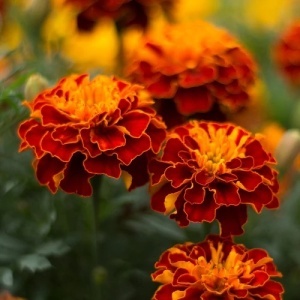 Craite Bolero - Aksamitka Rozpierzchla (1 g) seminte Tagetes patula nana, craite frantuzesti pitice, flori batute roscate cu pete aurii, Legutko - Img 3