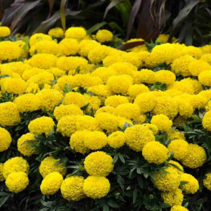 Craite inalte galben lemon (1 g), seminte planta ornamentala Tagetes erecta, Kertimag - Img 2