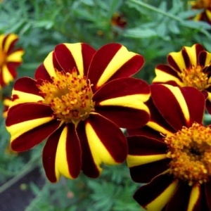 Craite Mr Majestic (0,3 g) seminte Tagetes patula nana, craite frantuzesti pitice, flori superbe vargate, galben-auriu cu roscat, Legutko - Img 3
