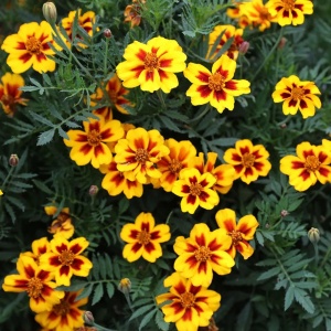 Craite Pascal (1 g) seminte Tagetes patula nana, craite frantuzesti pitice, flori tip anemona galbene cu accente ruginii, Legutko - Img 3