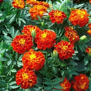 Craite pitice (0,7 g) seminte Tagetes patula, Craite Frantuzesti, Opal - Img 2