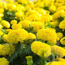 Craite pitice galben lemon (1 g), seminte planta ornamentala Tagetes erecta, Kertimag