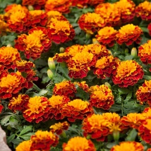 Craite pitice Petite Harmony (2 g) seminte Tagetes patula nana, craite bicolore, galben si caramiziu, Kertimag