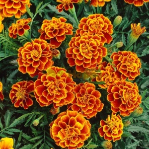Craite Queen Sophia - Aksamitka Rozpierzchla (1 g) seminte Tagetes patula nana, craite frantuzesti pitice premiate, culoare schimbatoare, Legutko - Img 2