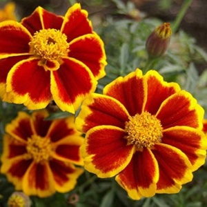 Craite Red Marietta (1 g) seminte Tagetes patula nana, craite frantuzesti pitice, flori catifelate caramizii cu margini galbene, Legutko