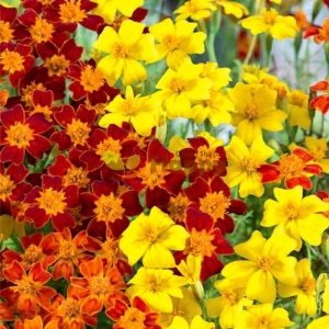 Craite Tagetes tenuifolia mix - Aksamitka Waskolistna (0,5 g) seminte craite fine cu parfum de citrice, galbene, portocalii, caramizii, Legutko - Img 4