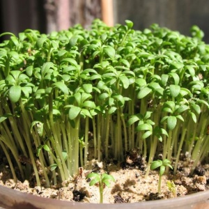 Creson de gradina (2 g) seminte planta aromatica Lepidium sativum, aroma fina, placuta, Kertimag - Img 3