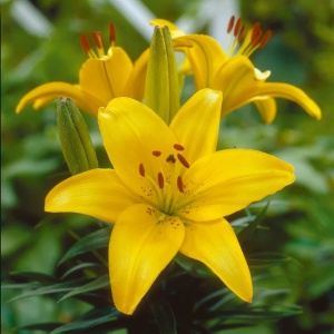 Crin Goldwing (1 bulb) bulbi crini flori mari galben intens-auriu, Agrosem - Img 3
