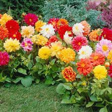 Dalie pitica amestec (0,2 g), seminte plante decorative Dahlia variabilis, flori batute, Mefim Agro - Img 2