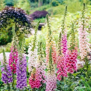 Degetel inalt mix (0,5 g) seminte Digitalis purpurea, flori clopotei amestec de culori, Legutko - Img 2