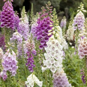 Degetel mix (0,25 g), seminte planta ornamentala Digitalis purpurea, flori clopotei colorati, Kertimag - Img 3