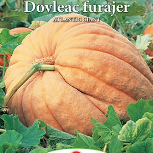 Dovleac furajer Atlantic Giant (1 g), seminte soi tardiv, dovleci uriasi, Prima Sementi - Img 2