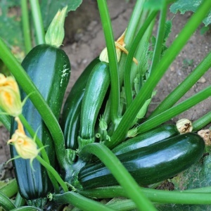 Dovlecei Black Beauty (3 g) seminte soi italian zucchini verde inchis, crocant, Prima Sementi - Img 2