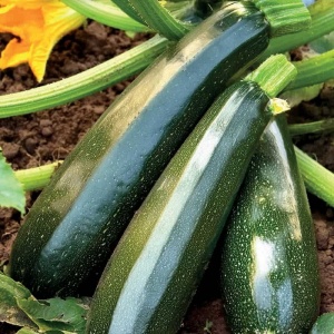 dovlecei zucchini verde inchis Soraya