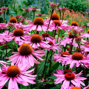 Echinacea Roz - Rudbekia purpurowa Jezowka (1 g) seminte planta medicinala perena Echinacea purpurea, flori mari roz, Legutko - Img 3