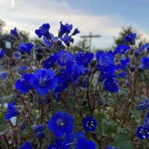 Plantă de Phacelia campanularia albastră în grădină