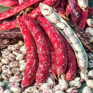 Fasole Borlotto Lamon (80 g), seminte soi tardiv, fasole urcatoare boabe tarcate, Agrosem