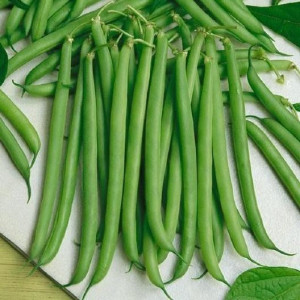 Fasole pitica Slenderette (500 g), seminte soi fasole oloaga verde fideluta, Patru Agro