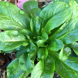 Fetica Salata Mielului Verte de Cambrai (2 g) seminte Valerianella locusta, frunze gust fin aromat, rezistente la ger, Legutko