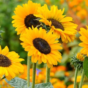 Floarea Soarelui Amor mix (3 g) seminte Helianthus annuus, flori mari cu petale galbene si centrul intunecat, Legutko - Img 2