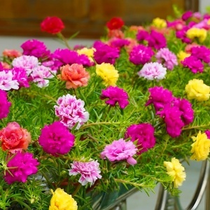 Flori de piatra batute amestec (0,5 g) seminte Portulaca grandiflora, flori duble culori stralucitoare, Kertimag