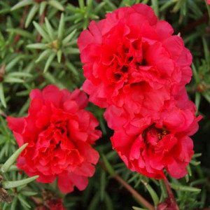 Flori de piatra duble rosii (0,1 g), seminte planta ornamentala Portulaca grandiflora, flori rosii stralucitoare, Agrosem
