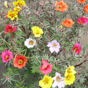 Flori de piatra simple amestec (0,1 g), seminte planta ornamentala Portulaca grandiflora, flori culori stralucitoare, Nova Sem - Img 2