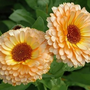 Galbenele Apricot Beauty (2 g) seminte Calendula officinalis cu flori mari, bogate, roz-portocalii, Legutko - Img 2