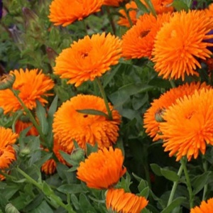 Galbenele Radio (2 g) seminte Calendula officinalis cu flori mari portocaliu intens, petale ascutite, Legutko - Img 2