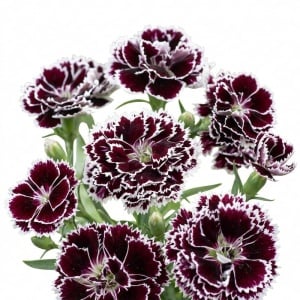 Garofite Chinezesti Chianti (0,1 g) seminte Dianthus chinensis cu flori batute visiniu inchis cu margini albe, Legutko