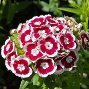 Garofite de Gradina Holborn (0,2 g), seminte planta ornamentala Dianthus barbatus, garofite turcesti flori cercuri bordo-alb, Agrosem