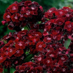 Garofite Turcesti Black Magic (0,5 g) seminte Dianthus barbatus garofite de gradina culoare foarte inchisa, aproape neagra, Legutko - Img 2