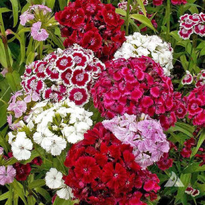 Garofite Turcesti inalte amestec de culori (0,5 g), seminte planta ornamentala Dianthus barbatus, garofite de gradina, Kertimag