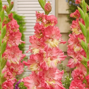 Gladiola Mango Muse (7 bulbi) gladiole exotice cu flori mari, gofrate, portocaliu-piersica cu galben, Agrosem - Img 2