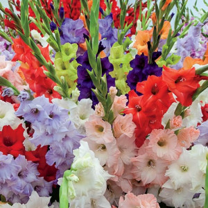 Gladiola Mixed (5 bulbi), bulbi gladiole amestec de culori, Agrosem