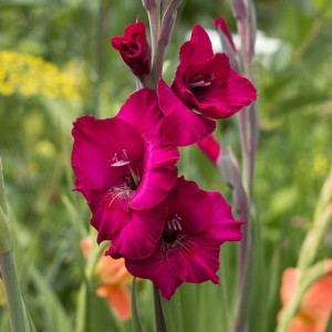Gladiola Plum Tart (7 bulbi), bulbi gladiole flori mari, petale gofrate, culoare ciclam intens, Agrosem